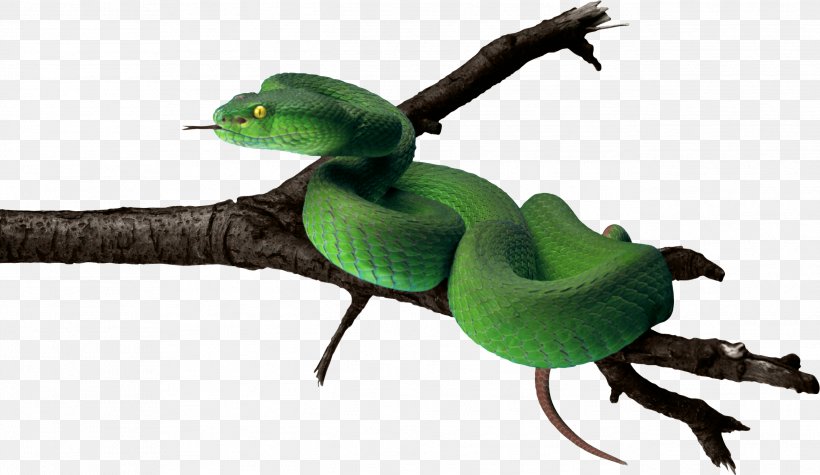 Snake Green Anaconda, PNG, 2589x1501px, Snake, Anaconda.