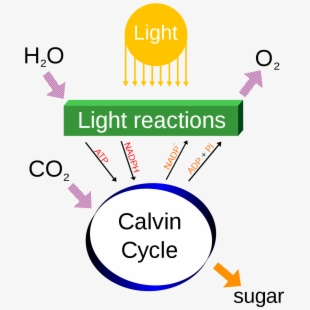 Cellular Respiration.