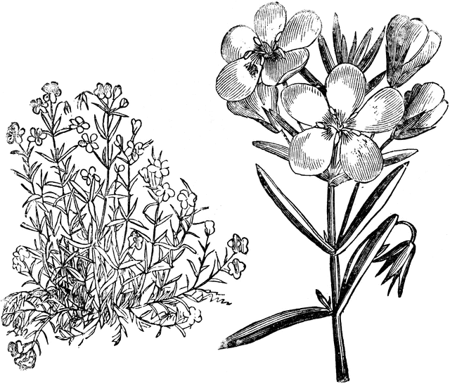 Habit and Flowers of Anagallis Linifolia.