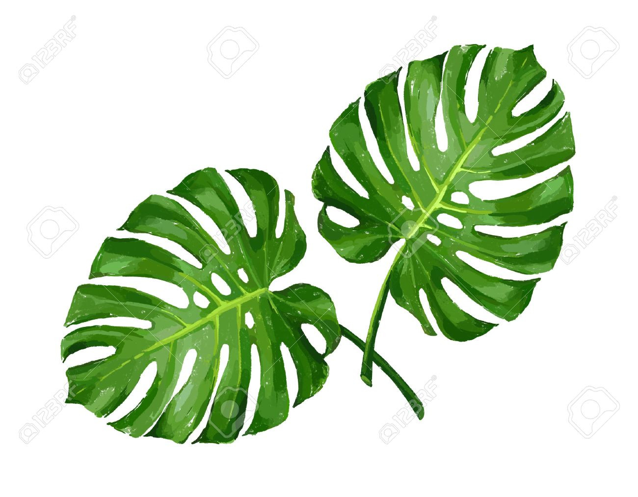 Palm Tree Leaves Clipart at GetDrawings.com.
