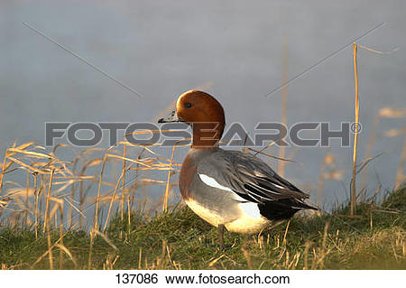 Stock Images of Eurasian Wigeon.