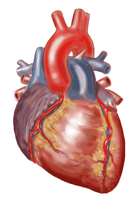 Free Anatomical Heart Png, Download Free Clip Art, Free Clip.