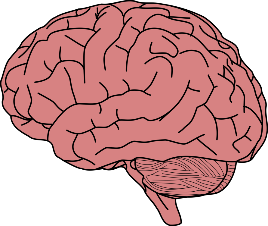 Organ,Brain,Human Body PNG Clipart.