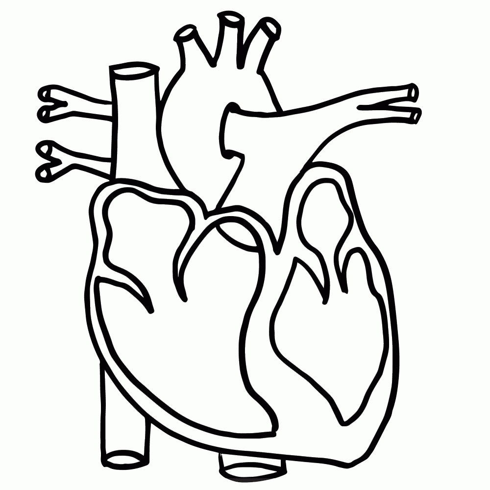 Heart Clipart Anatomical.