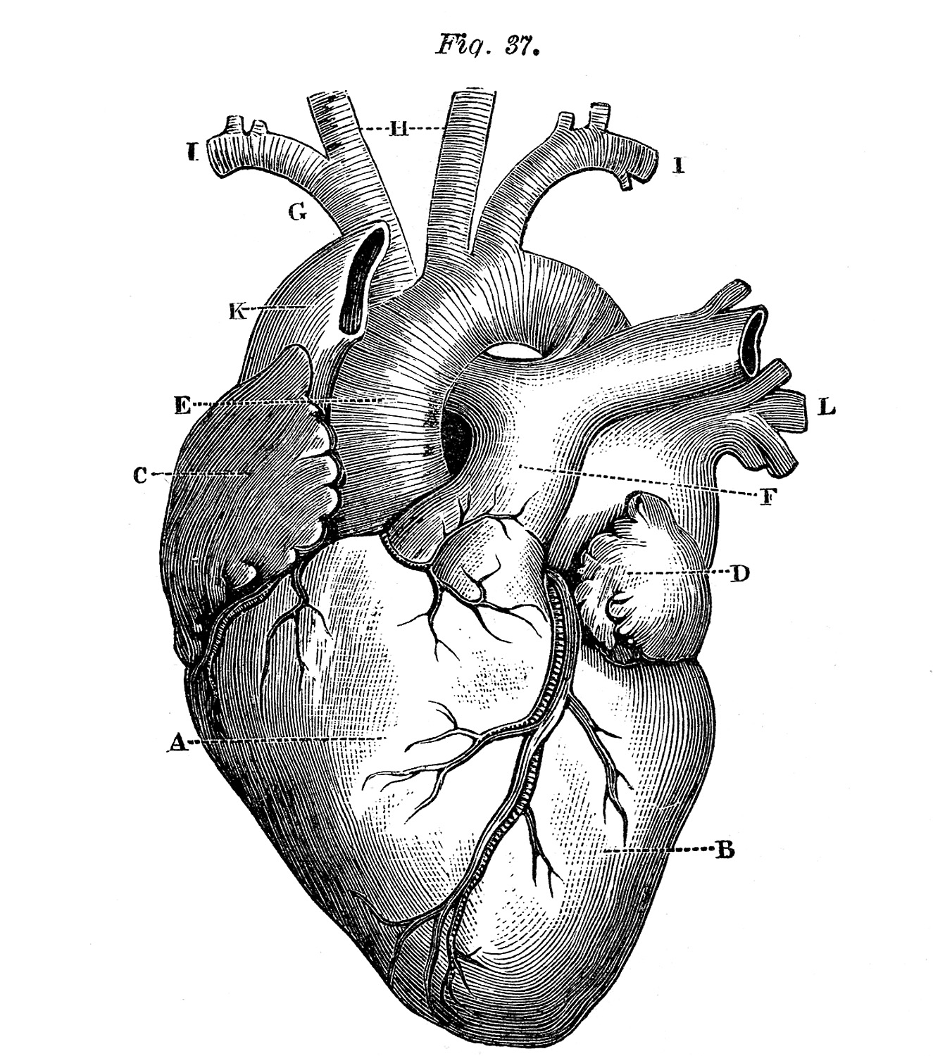 5 Anatomical Heart Pictures!.