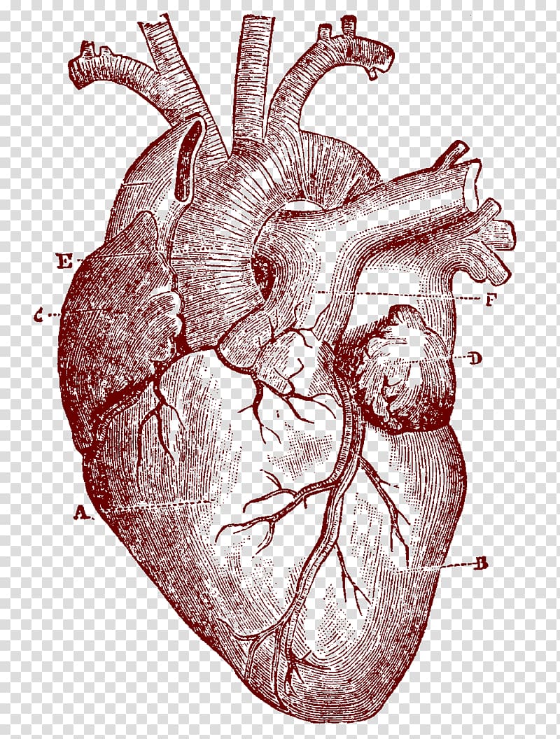Heart illustration, Heart Human anatomy Human body , human.