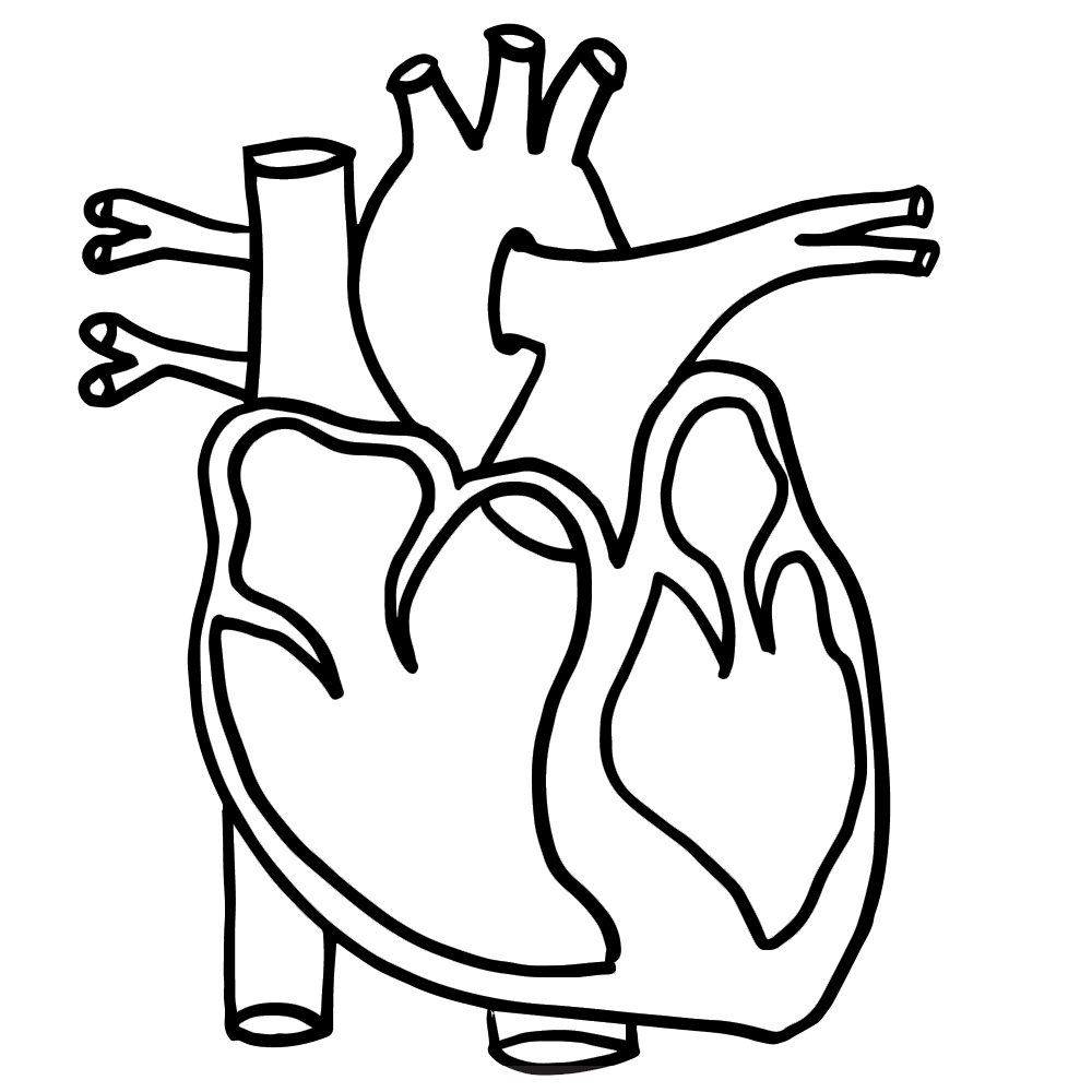 Heart Clipart Anatomy.