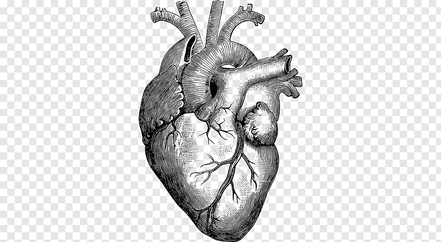 Anatomy Heart Drawing Diagram, human heart free png.