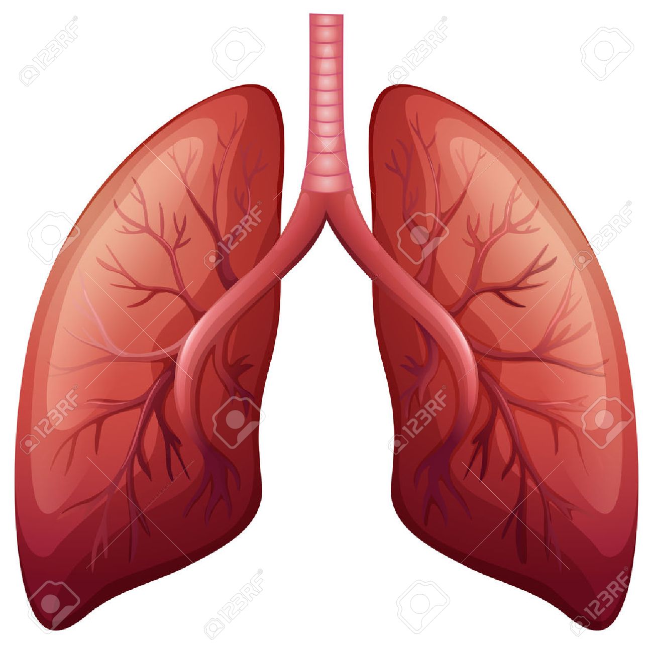 493 Lung free clipart.