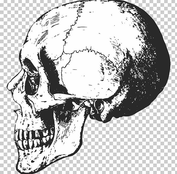 Skull Human Skeleton Bone Anatomy PNG, Clipart, Anatomy.