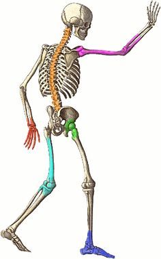 Anatomy And Physiology Clipart.