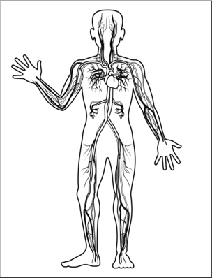 Clip Art: Human Anatomy: Cardiovascular System B&W Blank I.