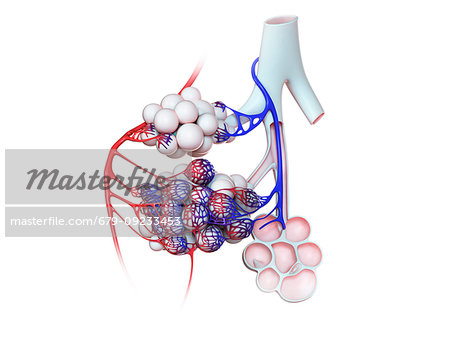 Illustration of the human alveoli..
