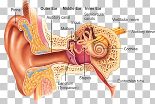 413 ear Anatomy PNG cliparts for free download.