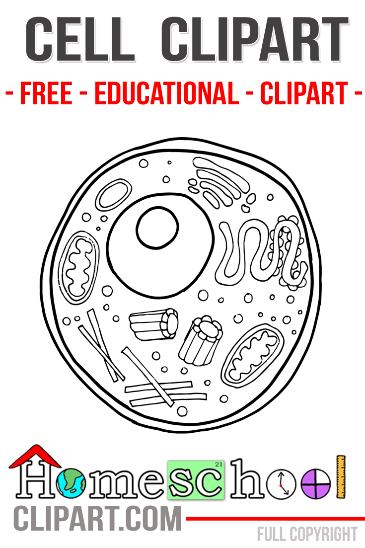 Animal Cell Clipart & Worksheets.