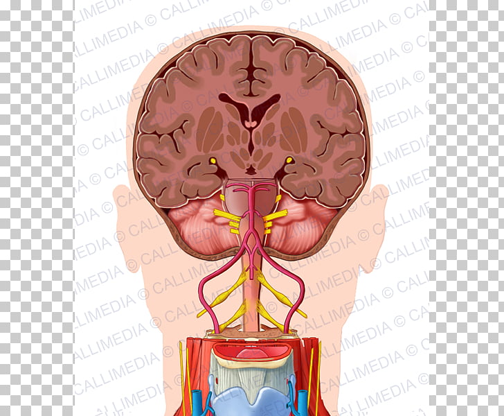 Neck Organ Human head Anatomy, nose PNG clipart.