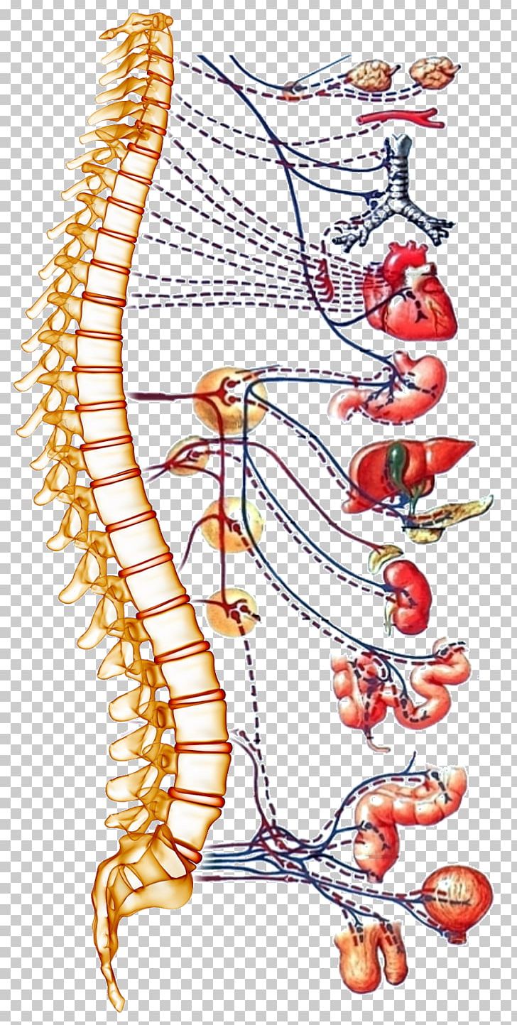 Autonomic Nervous System Spinal Cord Human Body Vertebral.