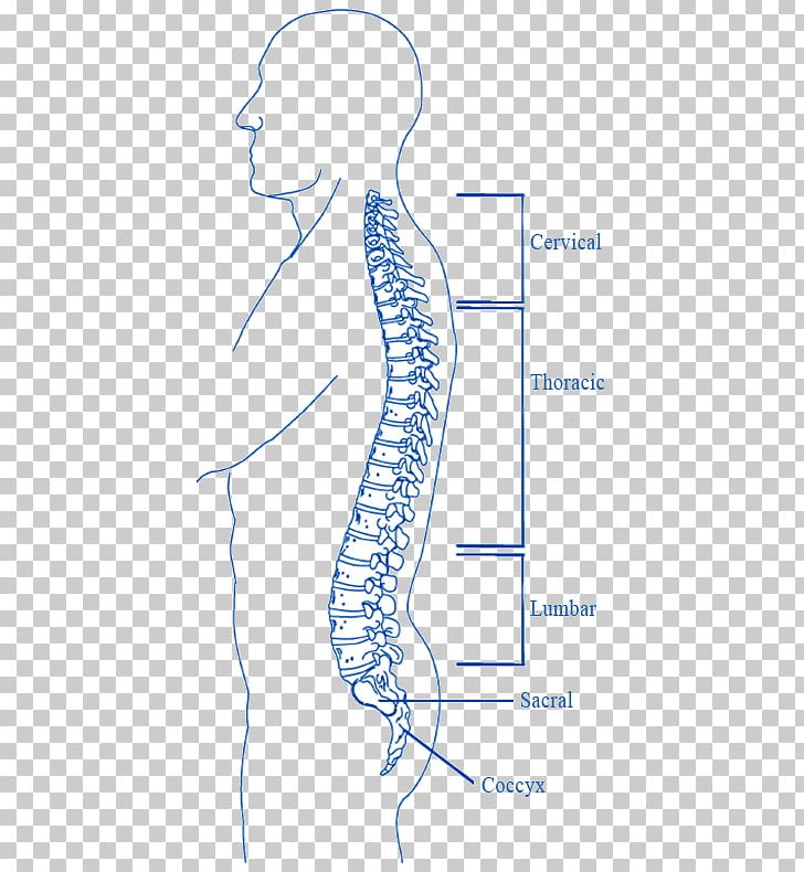 Organ Spinal Cord Injury Vertebral Column PNG, Clipart.