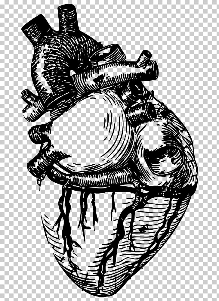 Drawing Line art Anatomy Heart , heart PNG clipart.