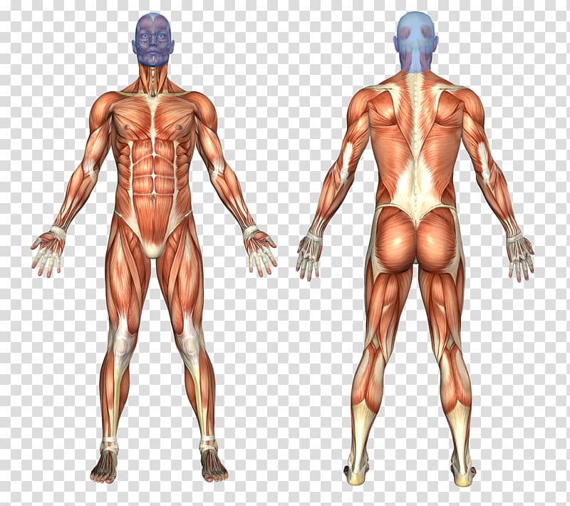 Muscular system Human body Human anatomy Muscle, the.