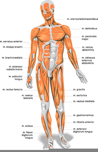 Anatomy And Physiology Clipart.