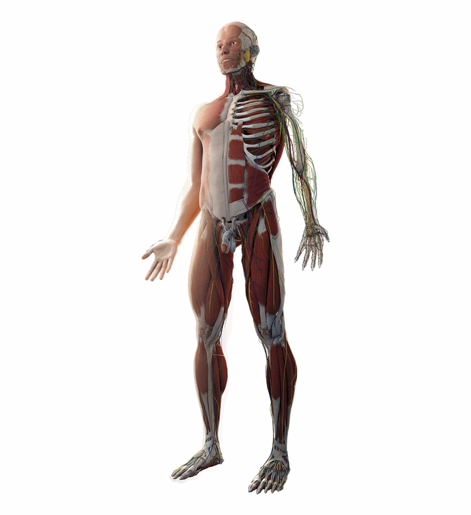 Body Transparent Human Anatomy Png.