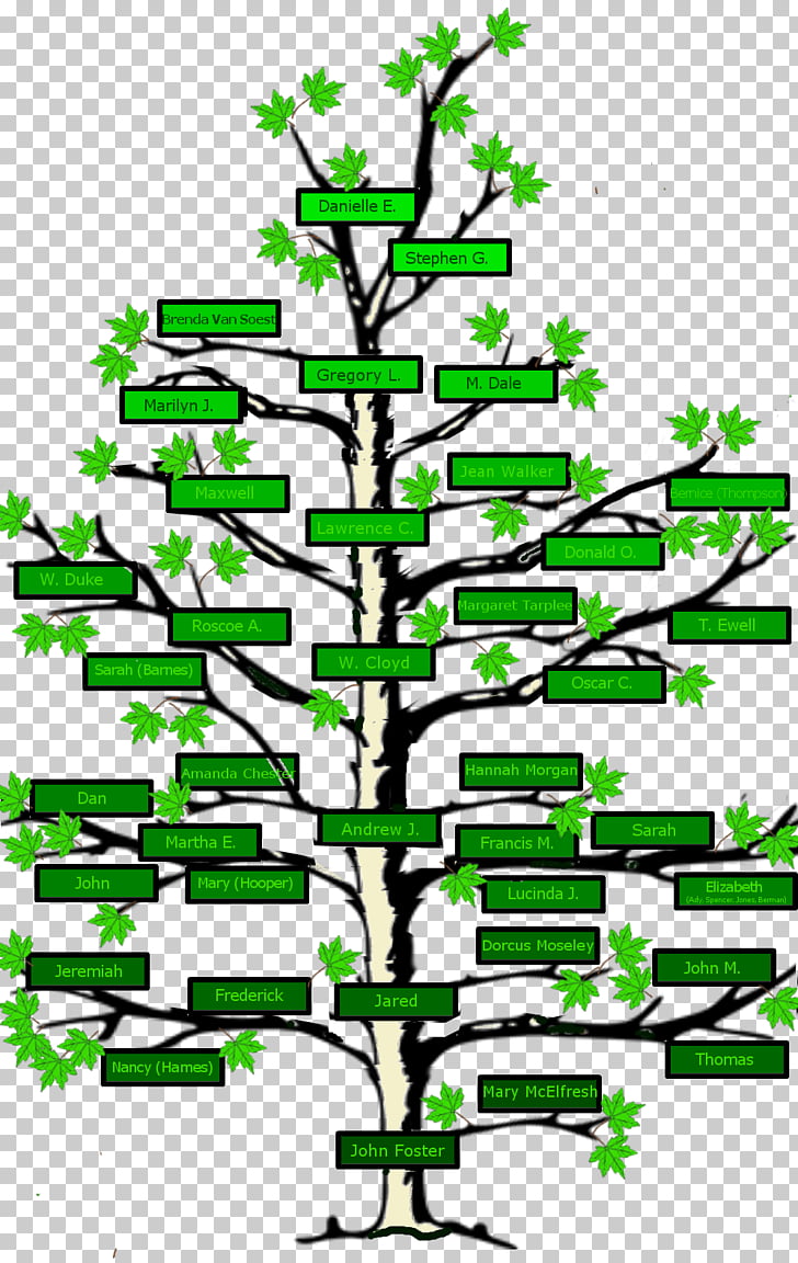 Family tree Genealogy Surname Ancestor, Family PNG clipart.