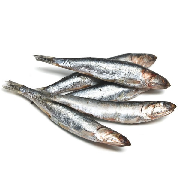 anchovies-clipart-20-free-cliparts-download-images-on-clipground-2023
