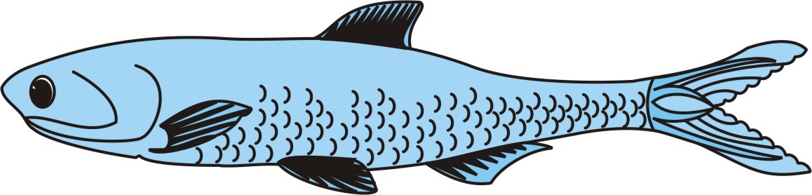Anchovy Clipart.