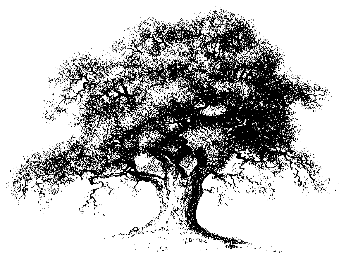 free clipart line drawing live oak tree 20 free Cliparts | Download