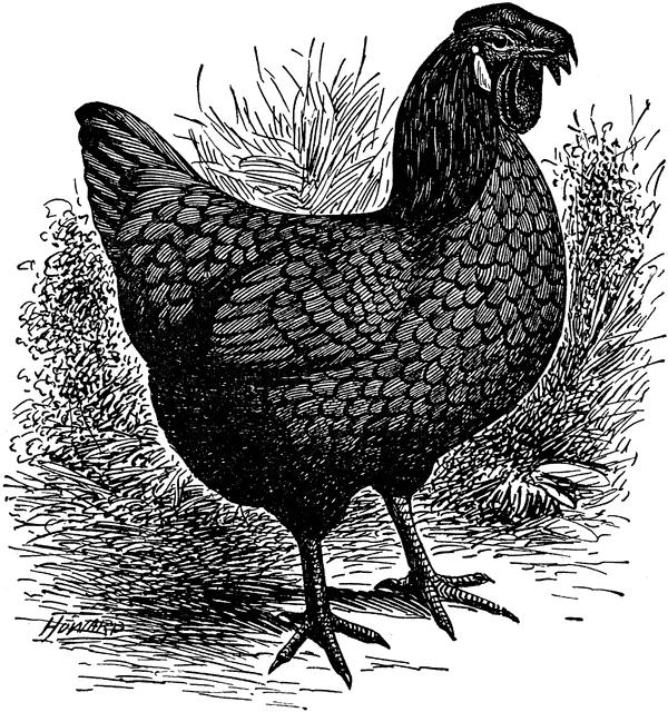 Blue Andalusian Hen.