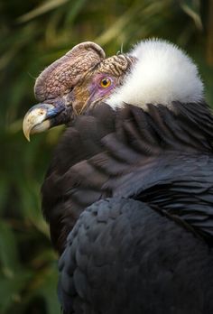 8 Best Andean Condor images.