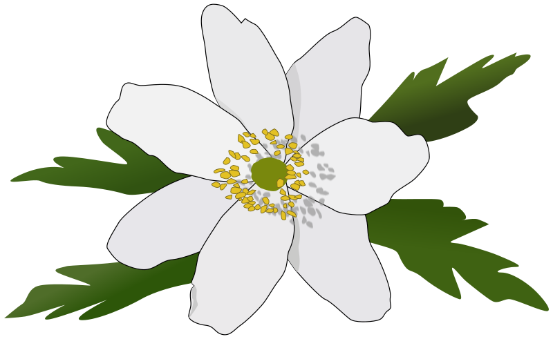 Free Clipart: Anemone Nemorosa.