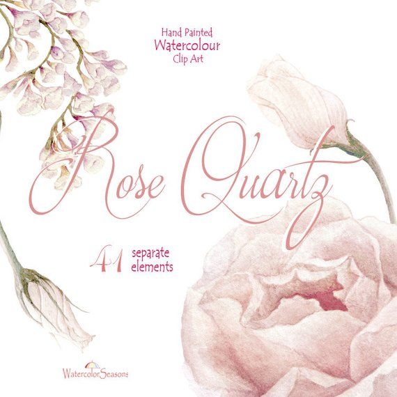 Watercolor Clipart Collection Rose Quartz Flower elements.