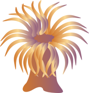 Sea Anemone Clipart.