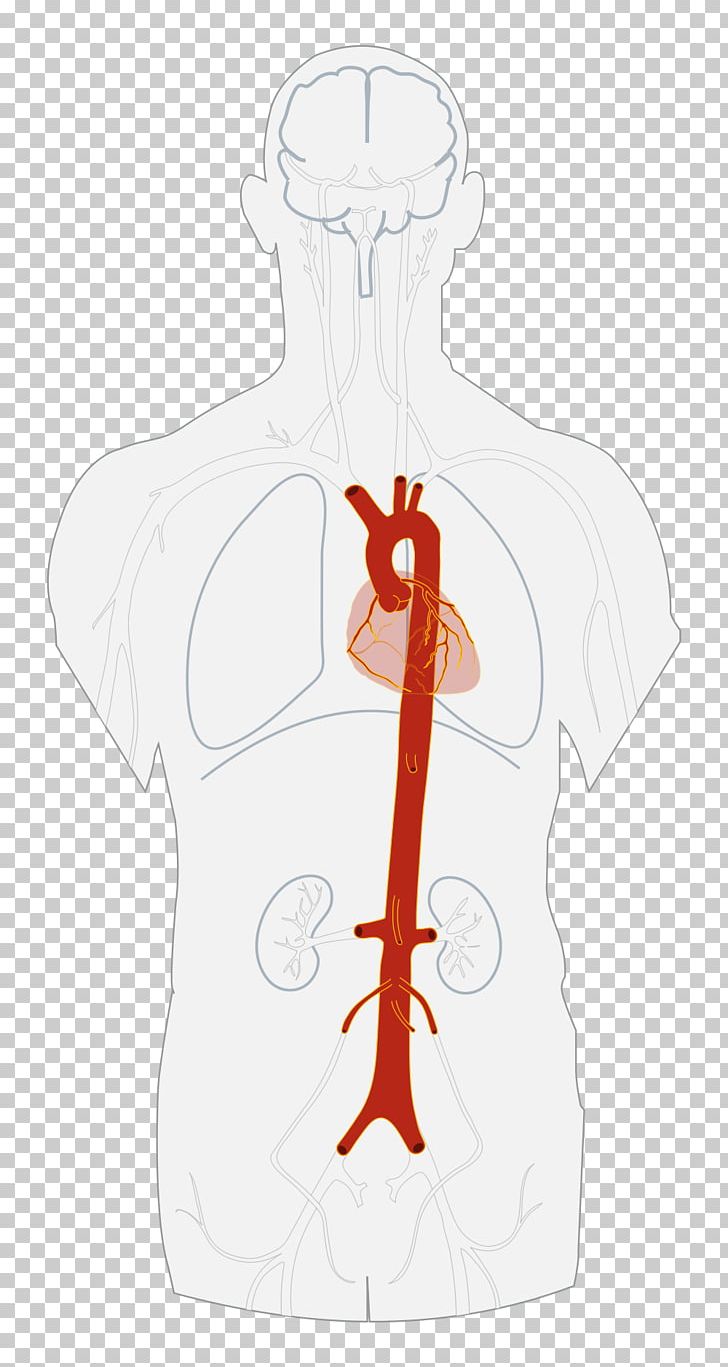 Aorta Bronchial Artery Aortic Aneurysm Heart PNG, Clipart.