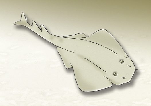 Angel Shark.