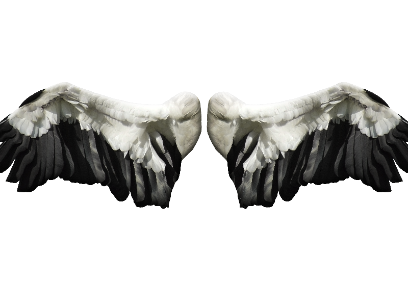 angel wing png 20 free Cliparts | Download images on Clipground 2023