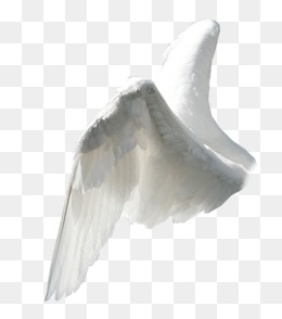 Angel Wings PNG Images.