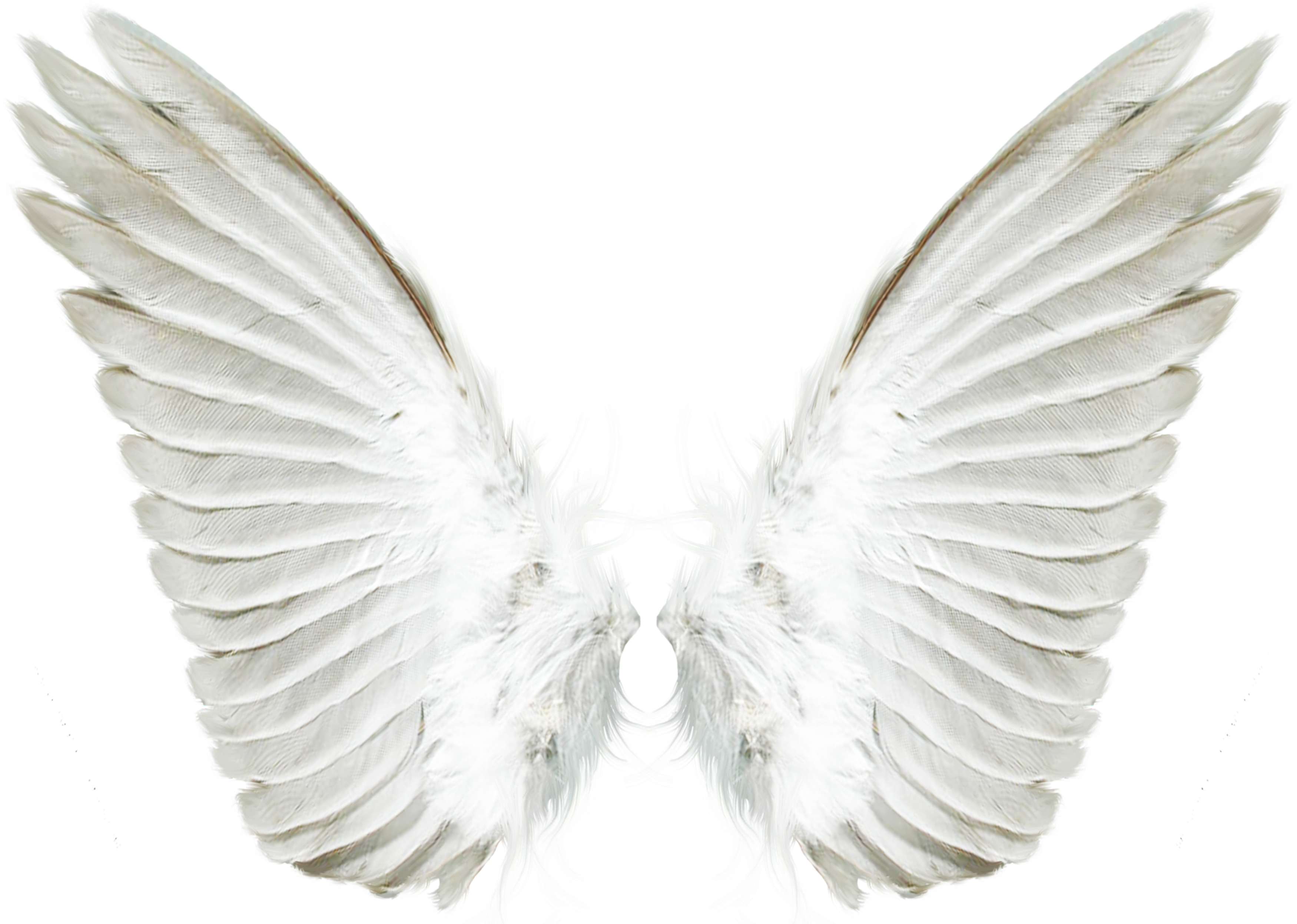 White Angel Wings Clip Art