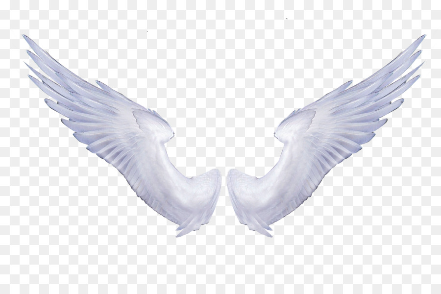 Angel Wings png download.