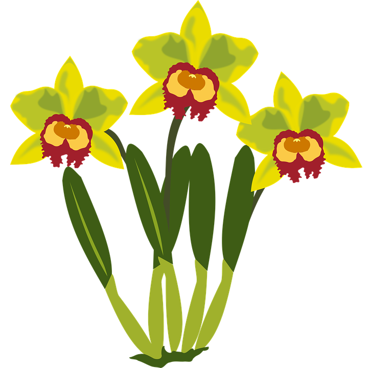 Gambar Flower Clip Art - GAMBAR TERBARU HD