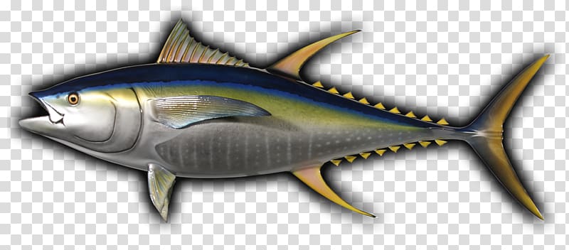 Thunnus Mackerel Yellowfin tuna Angling Fishing, tuna Fish.