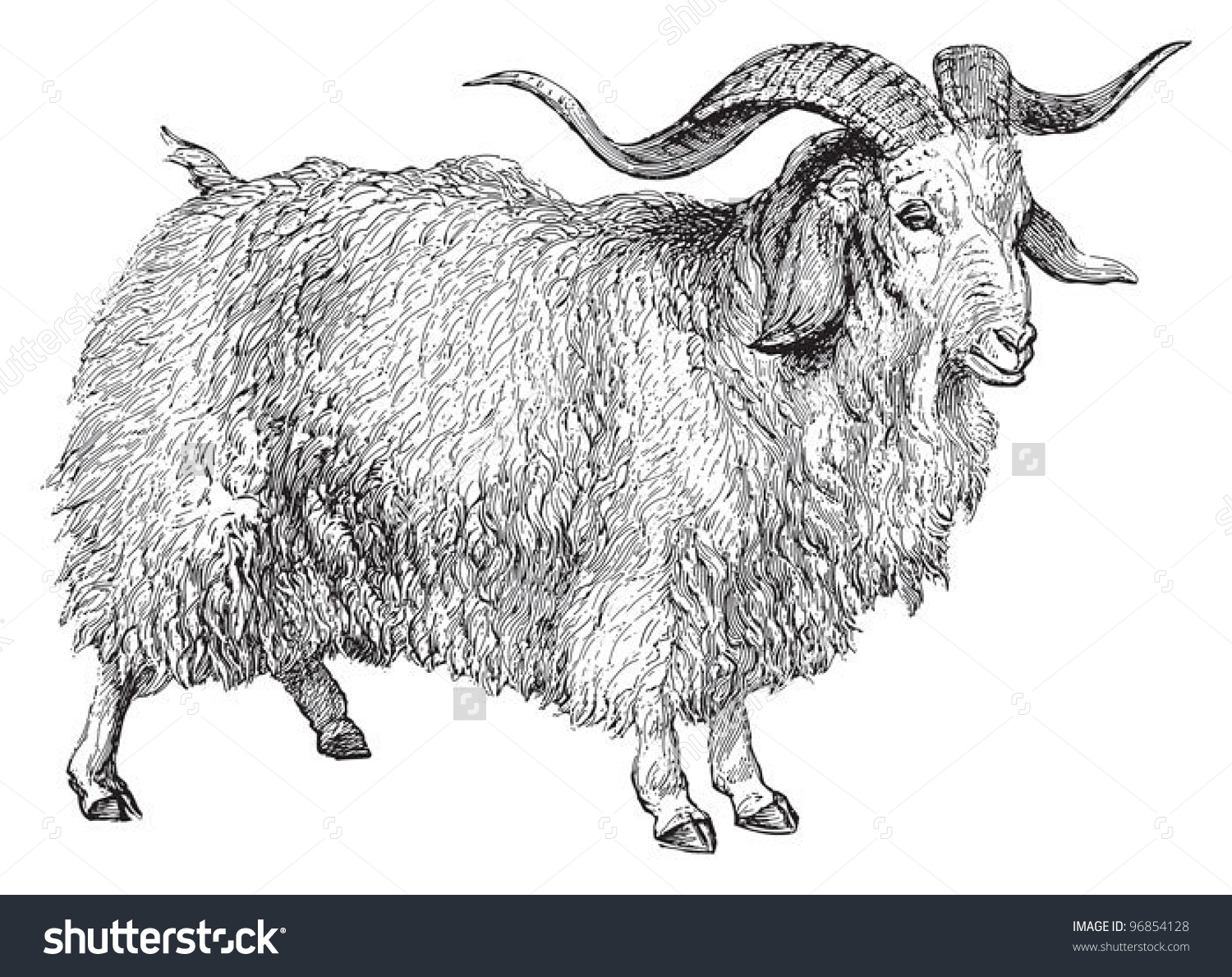 Angora Goat Capra Angorensis Vintage Illustration Stock Vector.