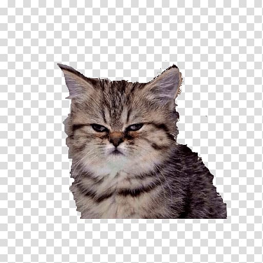Grumpy Cat GIF Anger Gfycat, Cat transparent background PNG.