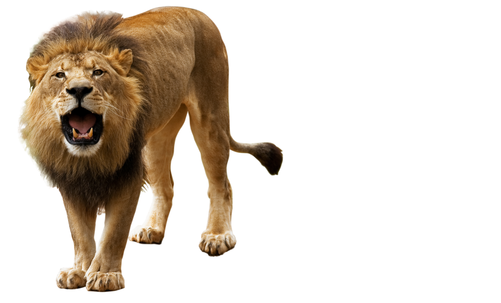 Lions clipart angry, Lions angry Transparent FREE for.