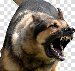 Angry Dog Bg, adult black and tan German shepherd.