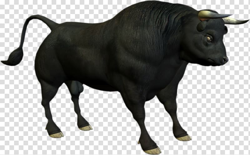 Angus cattle Bull , Angry cow transparent background PNG.