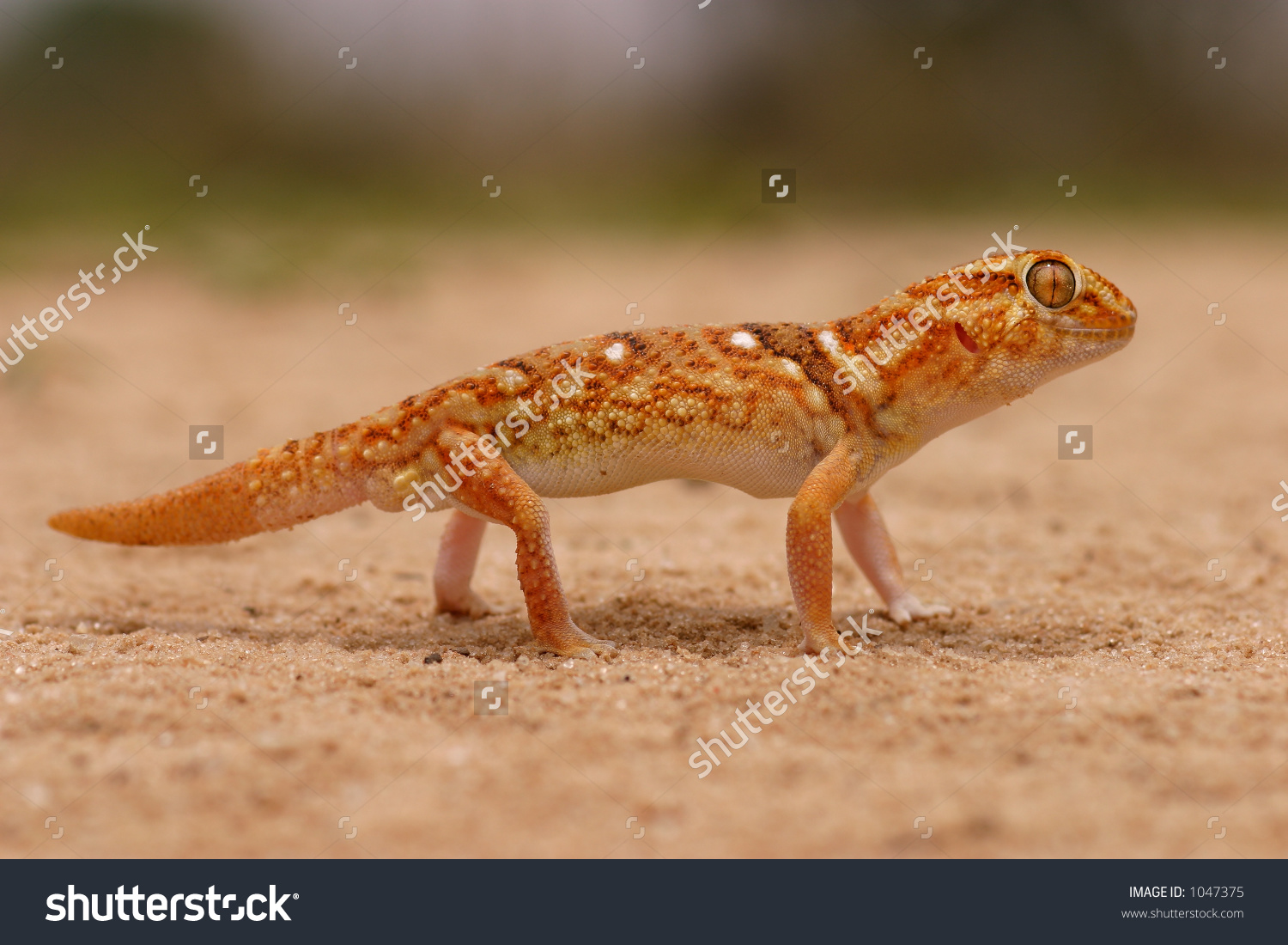 Giant Ground Gecko Chondrodactylus Angulifer Desert Stock Photo.