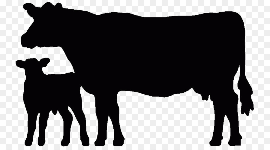 Angus cattle Beef cattle Welsh Black cattle Holstein Friesian cattle.